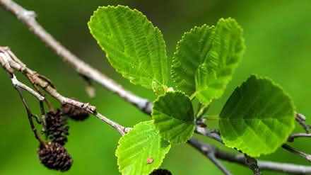 Photo of Hedge plants (Llwynmawr LL20) #1