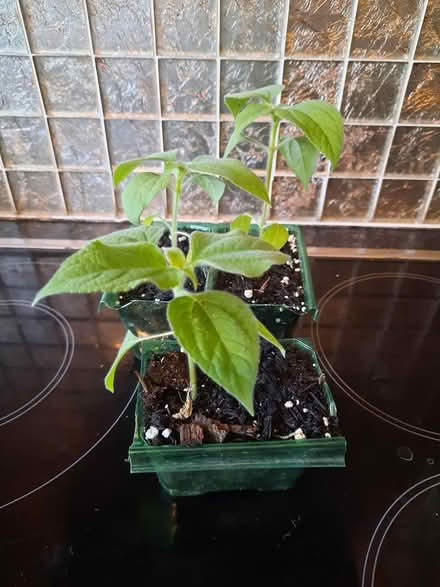 Photo of free 3 x Tithonia Mexican Sunflower (Morden SM4) #2