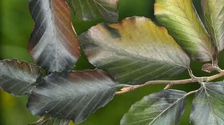 Photo of Hedge plants (Llwynmawr LL20) #4