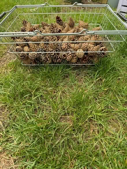 Photo of free Pine cones (lots) (SN3 swindon) #1