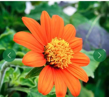 Photo of free 3 x Tithonia Mexican Sunflower (Morden SM4) #1
