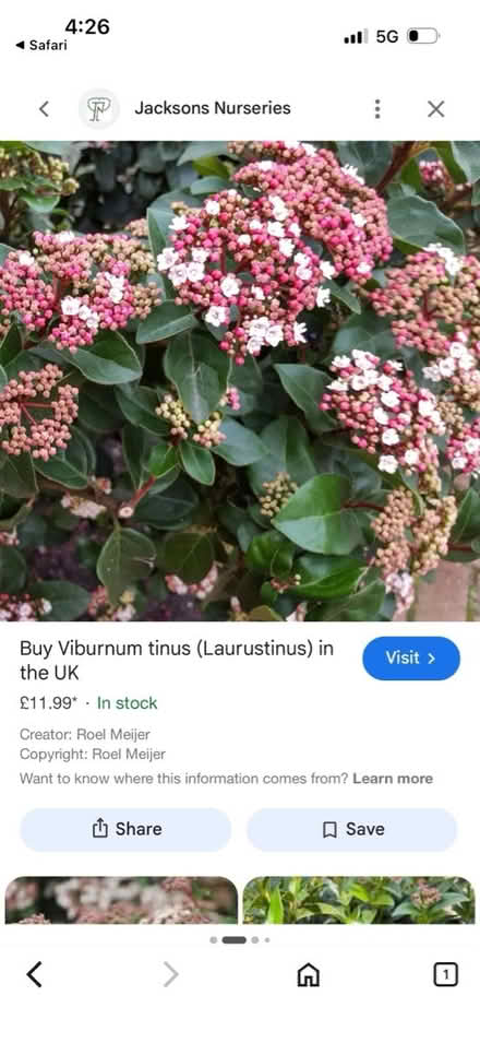 Photo of free Established shrub (Langley Park DH7) #2