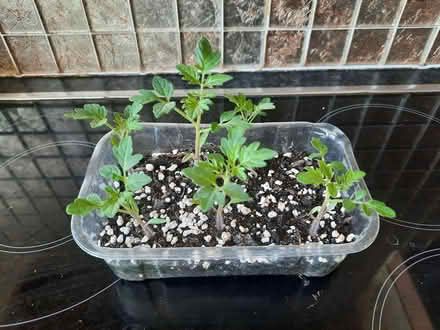 Photo of free 5 seedling Red Cherry Cerise (Morden SM4) #2