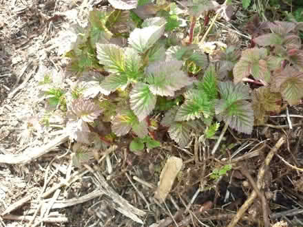 Photo of free Loganberry (Blagdon BS40) #1