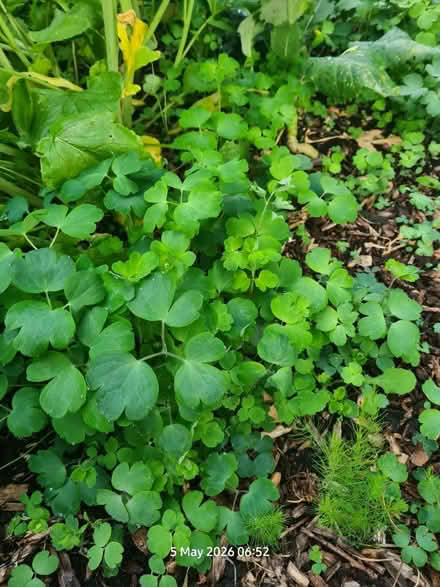 Photo of free Aquilegia Seedlings (Elborough BS24) #1
