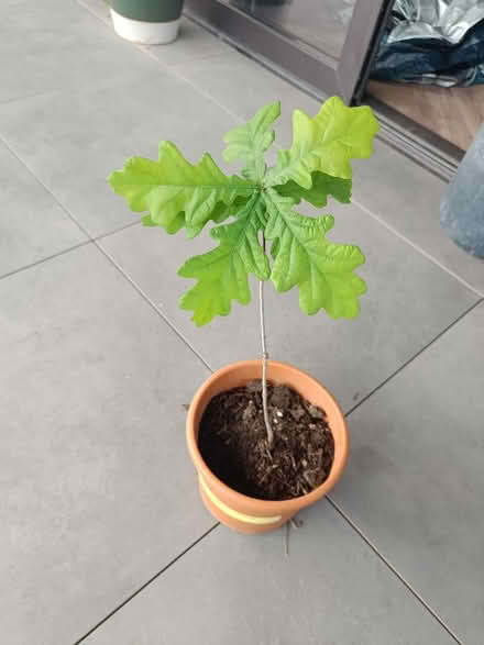 Photo of free Oak seedling (Hove BN3) #1