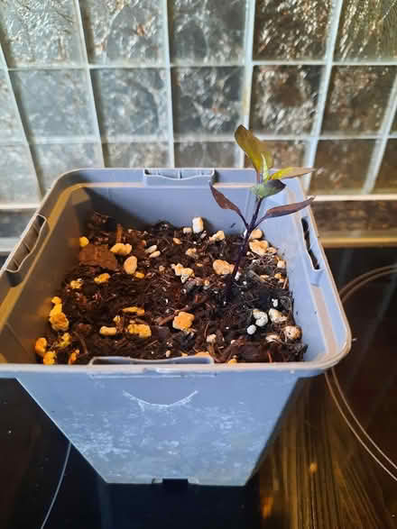 Photo of free Black Pearl Chilli Seedling (Morden SM4) #3