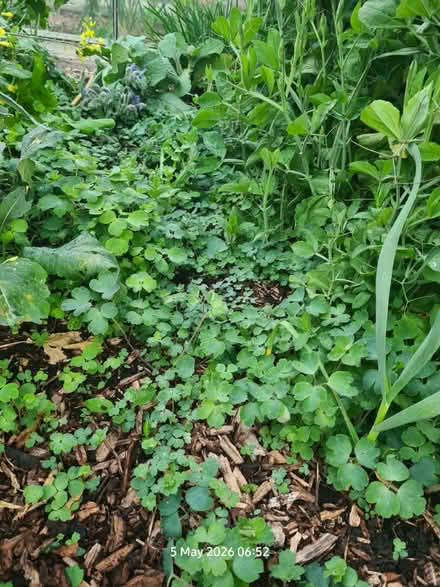 Photo of free Aquilegia Seedlings (Elborough BS24) #2