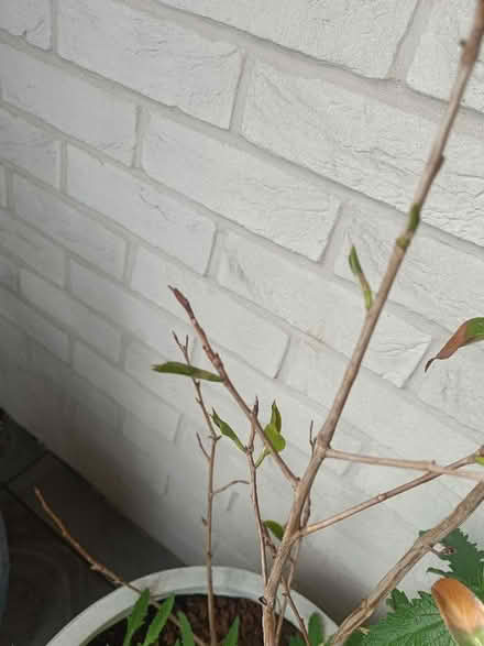 Photo of free Camellia (Hove BN3) #2
