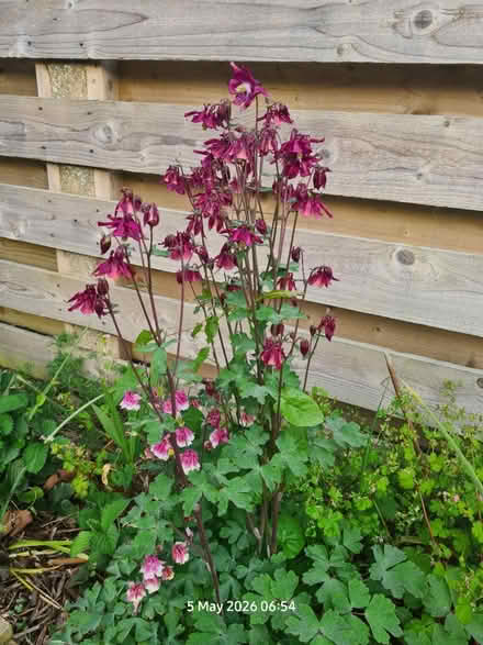 Photo of free Aquilegia Seedlings (Elborough BS24) #3