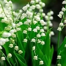 Photo of free Lily of the Valley plants (Southport PR8) #1