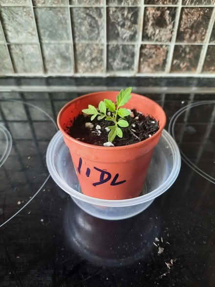 Photo of free Lldl Yellow Pear Tomato seedling (Morden SM4) #2