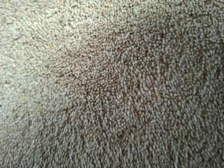 Photo of free Wool carpet 4.5x 3.5 dark beige (Greasby CH49) #1