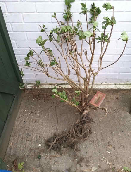Photo of free Hydrangea plant (Minchery Farm OX4) #1