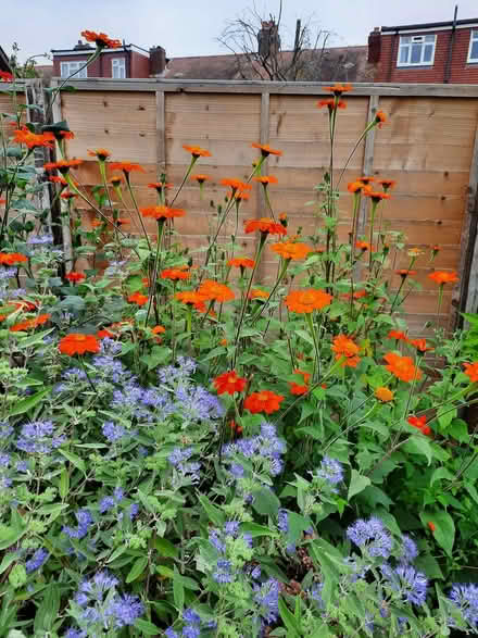Photo of free 3 x Tithonia Mexican Sunflower (Morden SM4) #3
