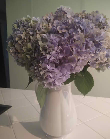 Photo of free "You Dig" Hydrangea bush (Odenton) #3