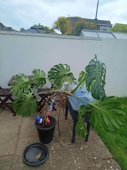 Photo of free BIG swiss cheese plant (monstera delicious) (Hayling Island PO11) #1