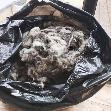 Photo of free Sheep wool (Ruskin Park SE5) #1