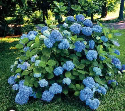 Photo of free "You Dig" Hydrangea bush (Odenton) #1