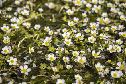 Photo of Pond Plants (Llwynmawr LL20) #4