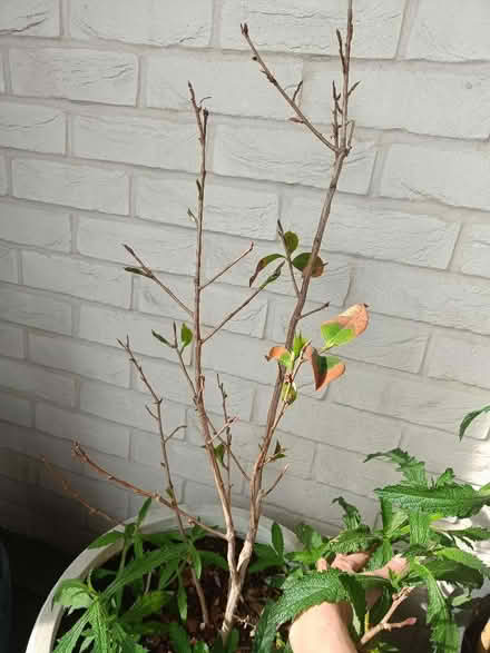 Photo of free Camellia (Hove BN3) #1