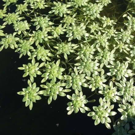 Photo of Pond Plants (Llwynmawr LL20) #3
