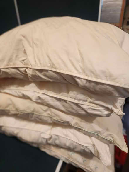 Photo of free Old pillows (Central San Rafael) #1