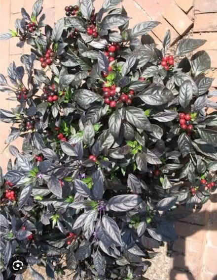 Photo of free Black Pearl Chilli Seedling (Morden SM4) #1