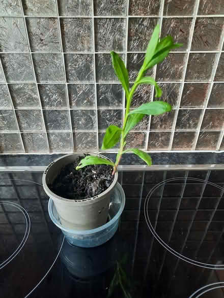 Photo of free Helenium cutting (Morden SM4) #4