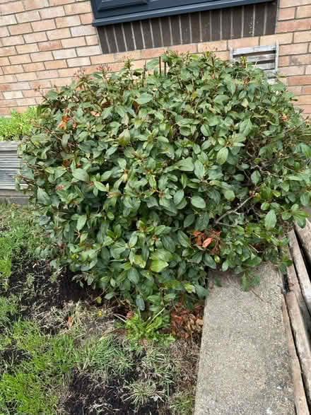 Photo of free Established shrub (Langley Park DH7) #1