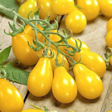 Photo of free Lldl Yellow Pear Tomato seedling (Morden SM4) #1
