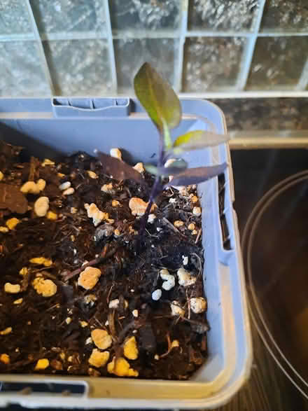 Photo of free Black Pearl Chilli Seedling (Morden SM4) #2