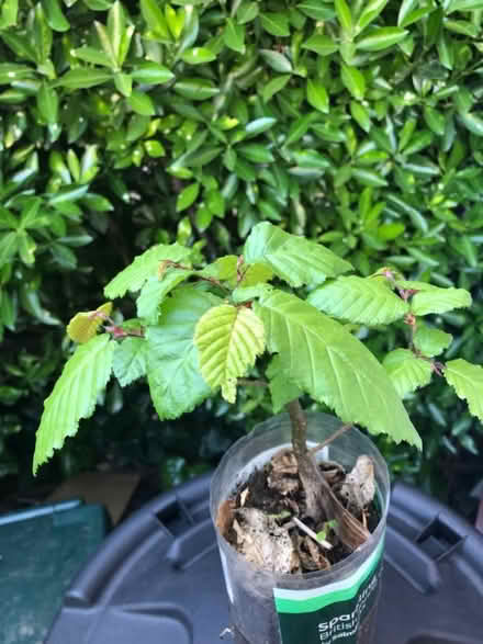Photo of free Baby hornbeam tree (Stroud Green N4) #1