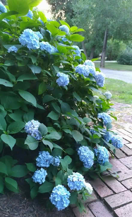 Photo of free "You Dig" Hydrangea bush (Odenton) #2