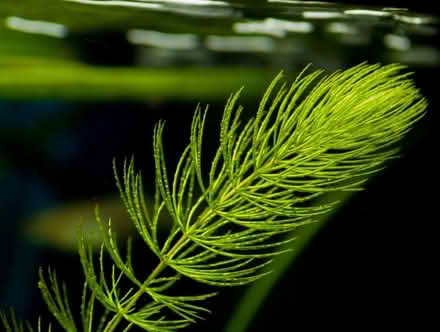 Photo of Pond Plants (Llwynmawr LL20) #2