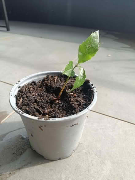 Photo of free Holm oak seedling (Hove BN3) #1