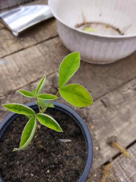 Photo of free Laburnum tree sapling (Mile Cross NR3) #1