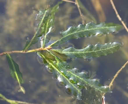 Photo of Pond Plants (Llwynmawr LL20) #1