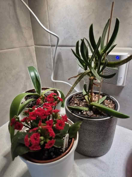 Photo of free House plants (Tytherington SK10) #1