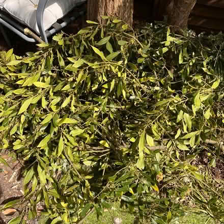 Photo of free Bay Leaves 🍃 (Walton on KT12) #1