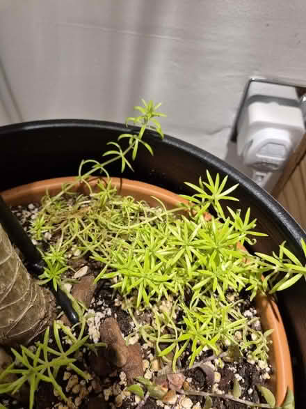 Photo of free House plants (Tytherington SK10) #4