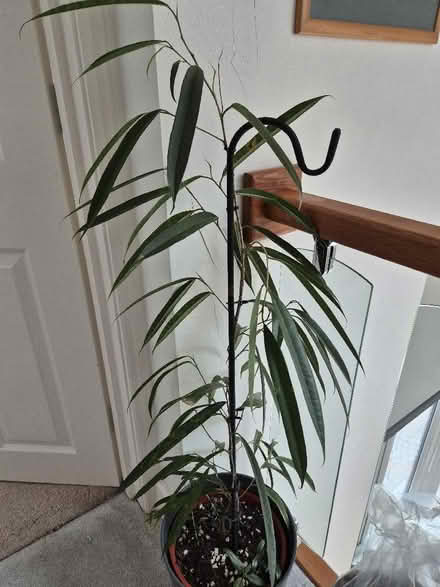 Photo of free House plants (Tytherington SK10) #3
