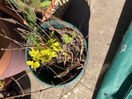Photo of free Fuscia plant (Frimley Green GU16) #1