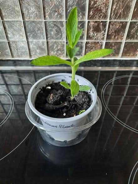 Photo of free Verbena Bonariensis Seedling (Morden SM4) #3