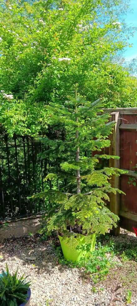 Photo of free Fir tree (ex Christmas tree) in a pot (New Botley OX2) #2