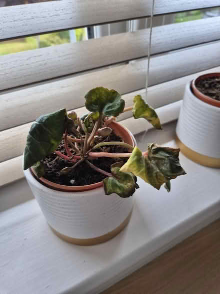Photo of free House plants (Tytherington SK10) #2