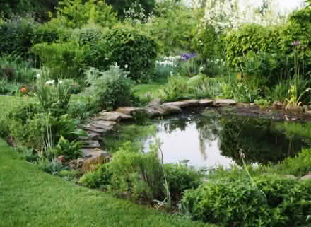 Photo of Pond Plants (BN3) #1