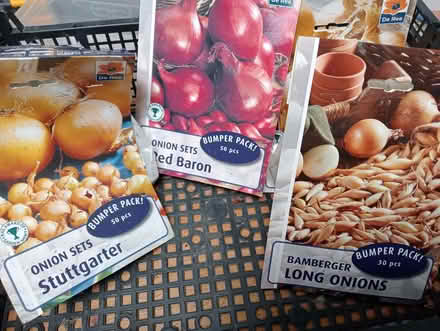 Photo of free onion sets (Kennet FK10) #1