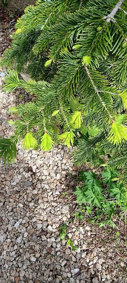 Photo of free Fir tree (ex Christmas tree) in a pot (New Botley OX2) #1