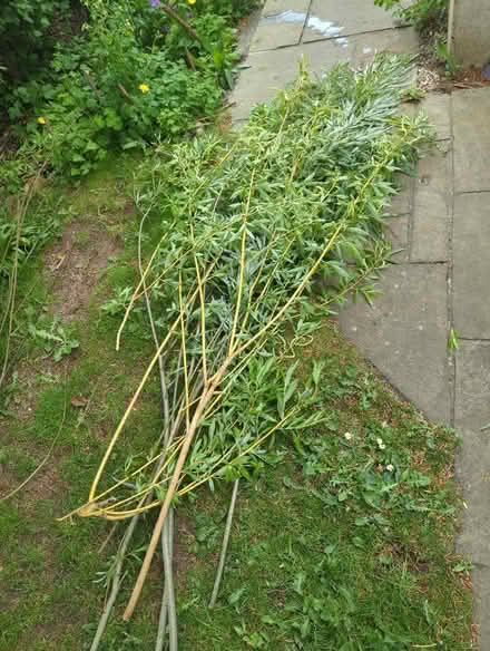 Photo of free Willow Cuttings (Craiglockhart EH14) #1